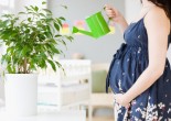 Quelles plantes choisir pour décorer sa chambre ?